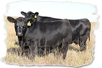Cow-calf pair