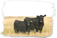 Cow-calf pair.