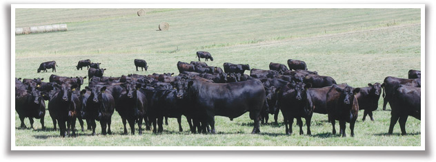 Snapshot taken August 2010 of SAV Iron Mountain 8066 as a two-year-old in the breeding pasture with 108 SAV replacement heifers.