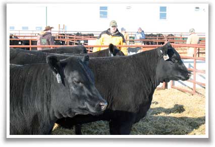 Heifer looking at the people.