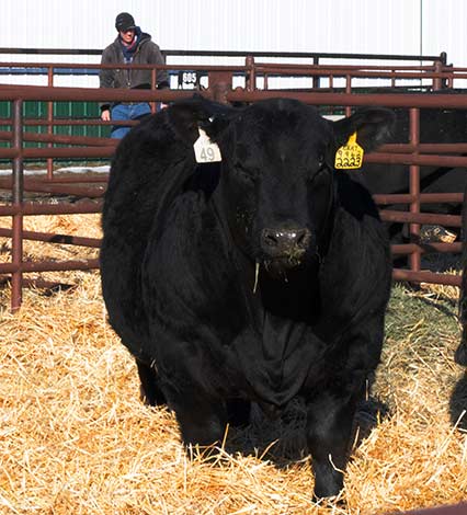 Heifer looking at the people.