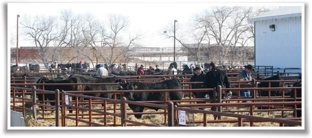 Buyers in the pens