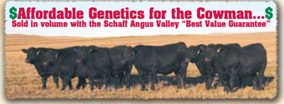 Affordable Genetics for the Cowman…Sold in volume with the Schaff Angus Valley “Best Value Guarantee”
